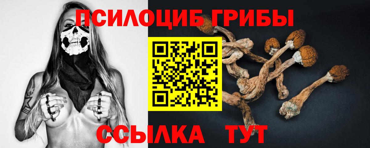 Галлюциногенные грибы Psilocybine cubensis Сокол